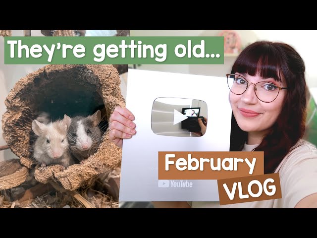 All my pets are getting old, 100k subscribers & Rat intros | VLOG