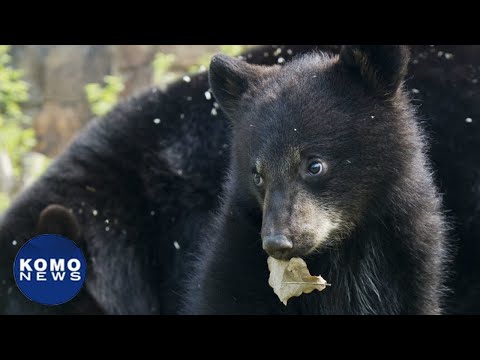 Officials euthanize mother bear and her 3 cubs outside Seattle