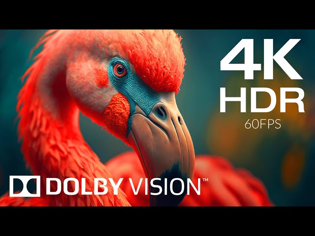 Incredible Beauty of 4K HDR 240fps Dolby Vision