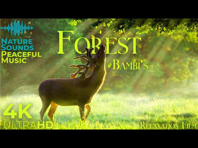 Bambi's Forest 4K 🦌 Scenic Relaxation Film with Peaceful Relaxing Music and Nature Video Ultra HD