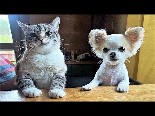 Funny animal videos😆 Funny cat videos and dogs - Funny Animals 293