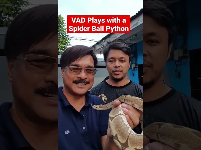 Ahas! Ball Python at the Asuero Pet Shop in Zamboanga City
