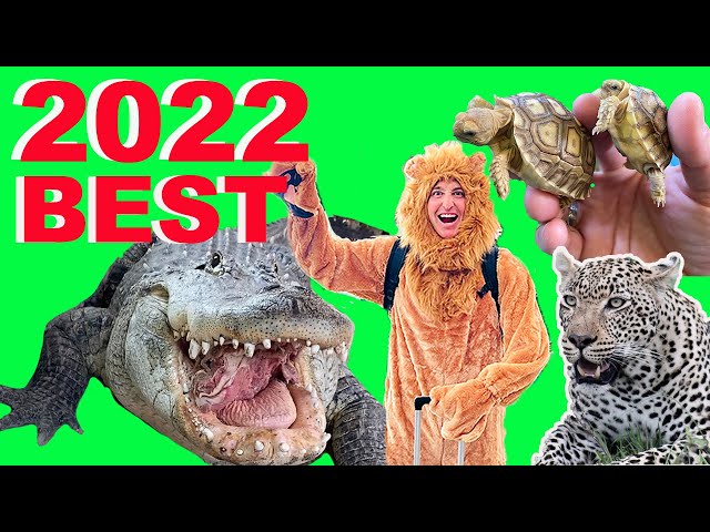 Alligators, Baby Tortoises, Snapping Turtles, & Safari: Best Of 2022!