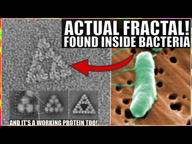 Wow! First Ever Fractal Molecule Discovered Inside Bacteria...And It Works!