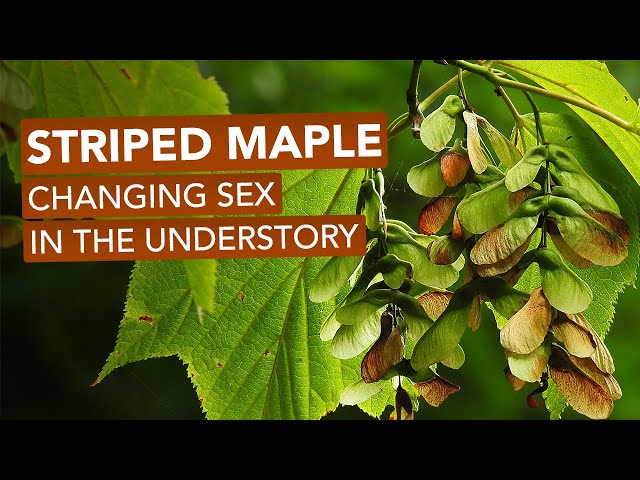 Striped Maple — Changing Sex In The Understory