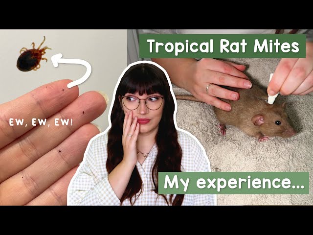 This was horrible! Dealing with Tropical Rat Mites