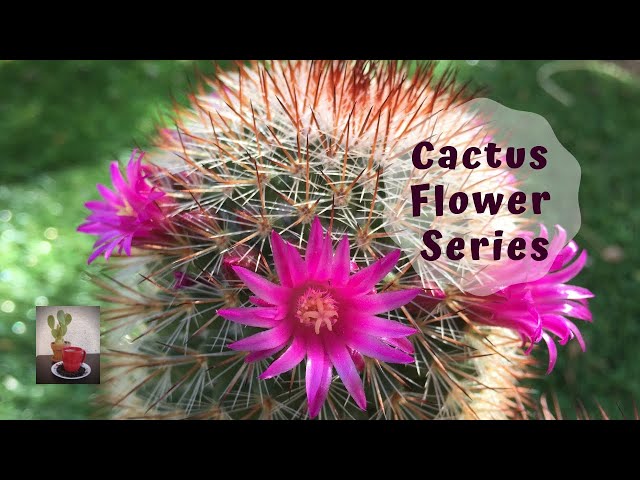 Cactus and Succulent Flower Series, Episode 1