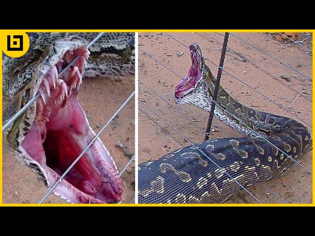 Top 45 Shocking Moments When Animals Were Electrocuted