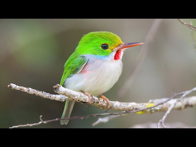 12 Cutest Birds in the World