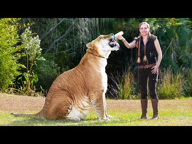The BIGGEST TIGER In The World