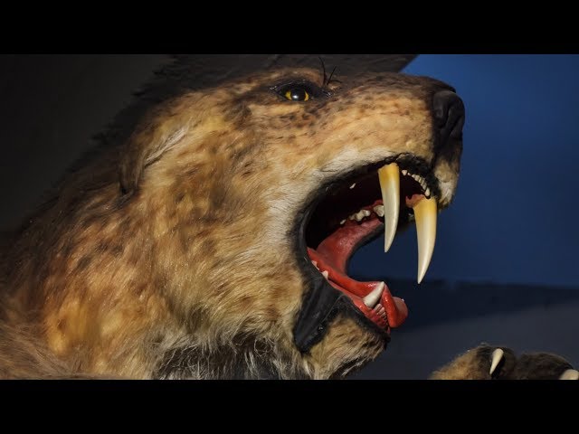 The Reason Why Saber-Toothed Tigers Went Extinct