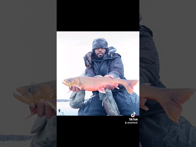 Beautiful arctic char catch and release.#fishing #icefishing #catchandrelease #fishingvideo #alaska