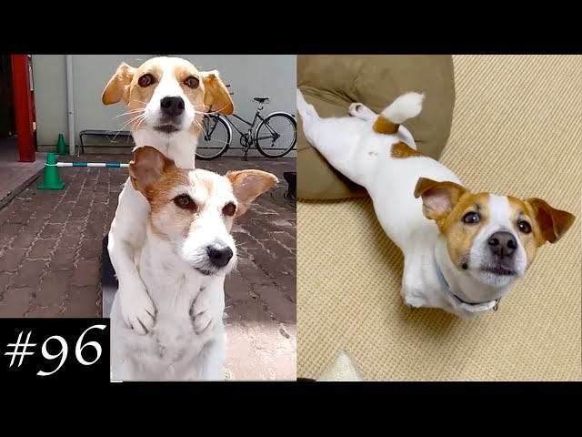 New Jack Russell Videos | Jack Russell Terrier Compilation