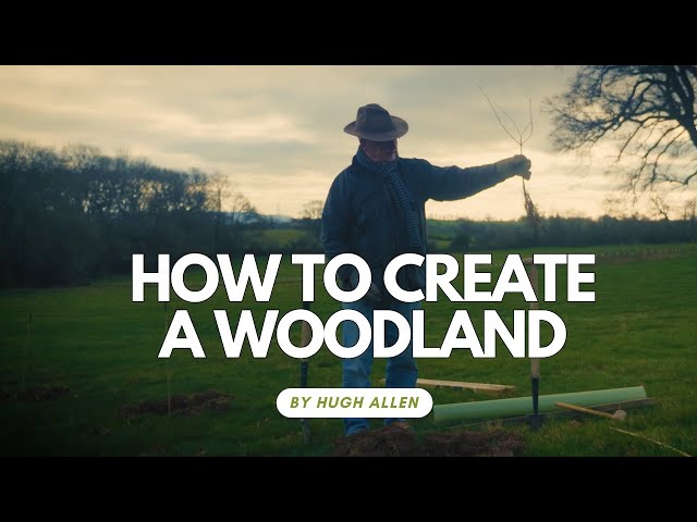 How to create a woodland