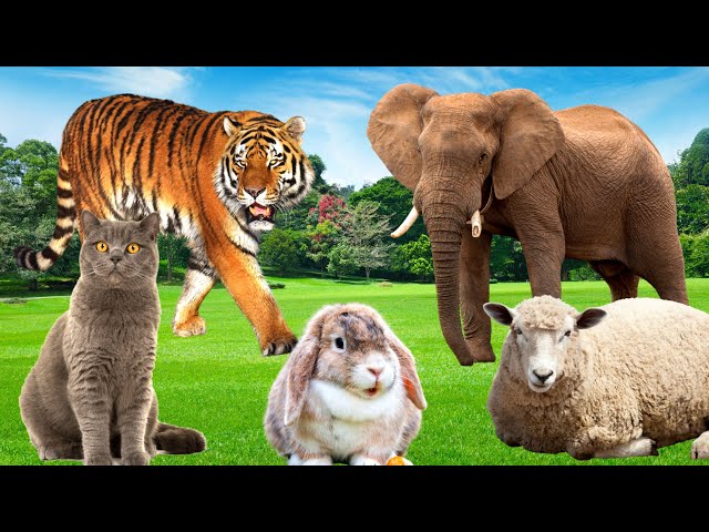 The animals in the zoo - elephant, tiger, rabbit, horse - Animal paradise