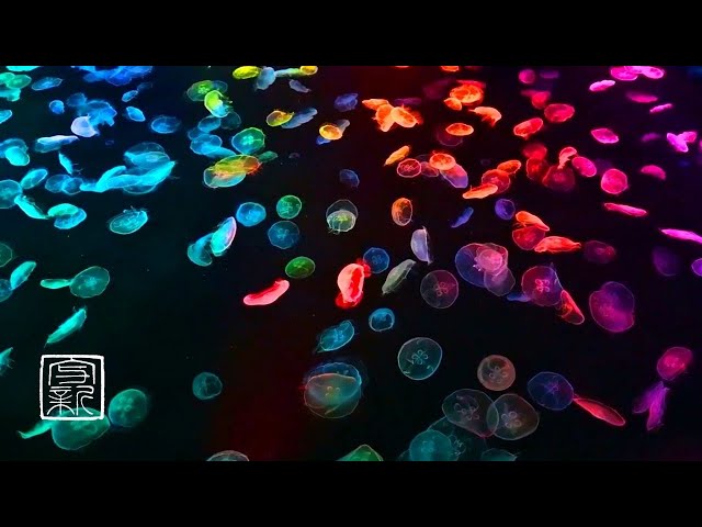 12 HOURS, Jellyfish-🌈Rainbow-colored with Ocean sound for🧘🏼‍♂️Yoga and🙏🏼Meditation.