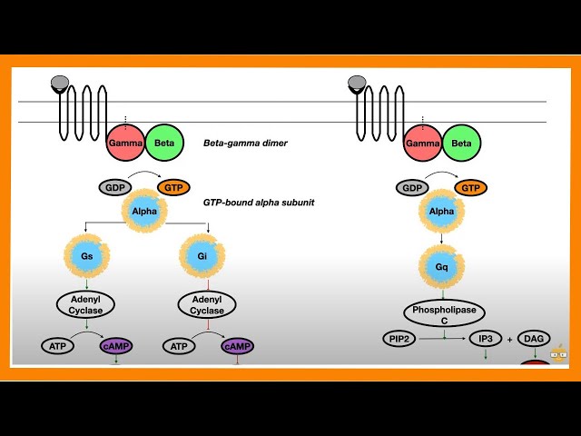 Signal Transduction Pathways (G-Protein, Receptor Tyrosine Kinase, cGMP)