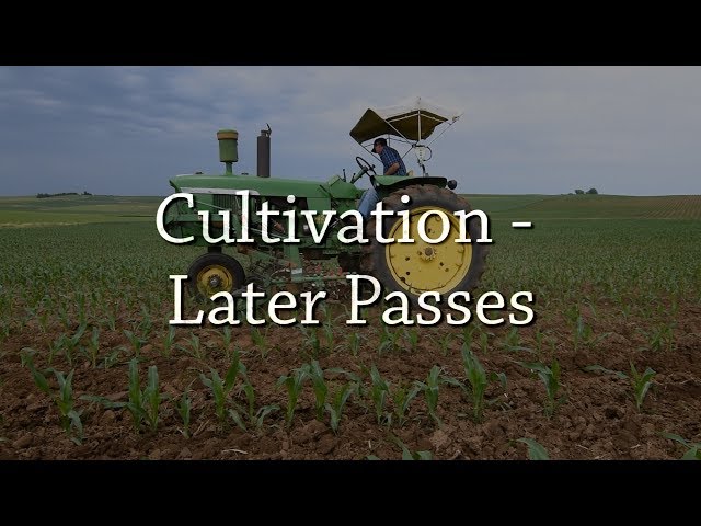 Cultivation - Later Passes - Organic Weed Control