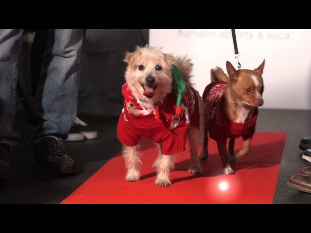 Holiday Fashion Show for Shelter Dogs and Cats