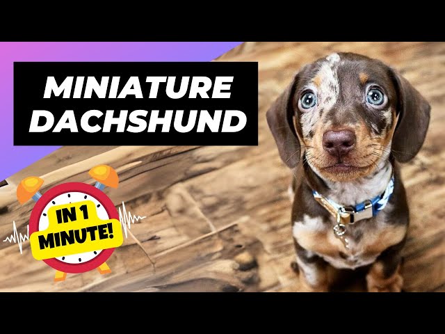 Miniature Dachshund 🌭 Cutest Sausage Ever! | 1 Minute Animals