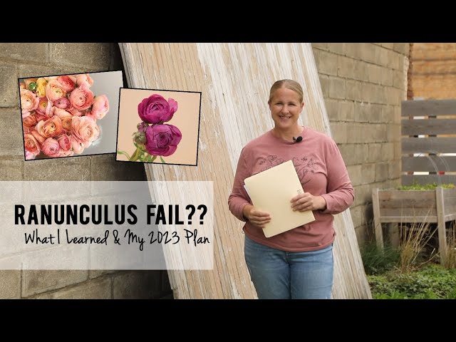 Ranunculus Update : What I Learned and 2023 Grow Plan