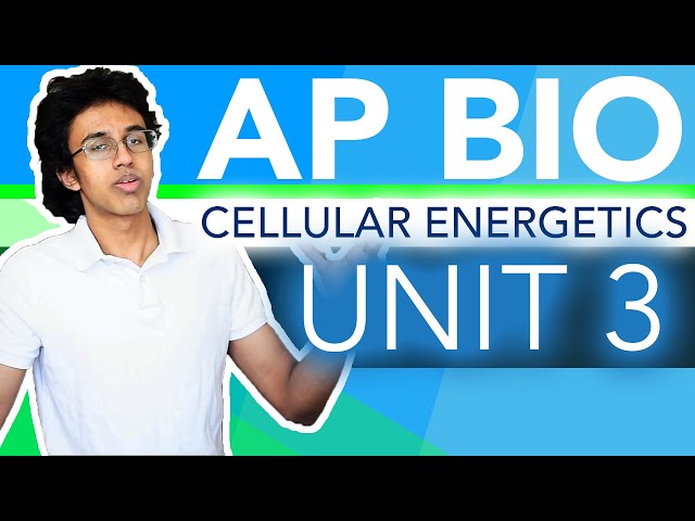 AP Biology Unit 3 Crash Course: Cellular Energetics!