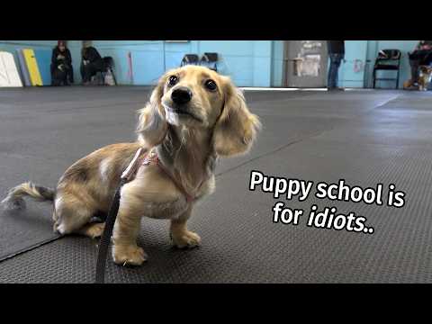 Ep #7: it's a Daphne Day! - Cute Dachshund Puppy Vlog