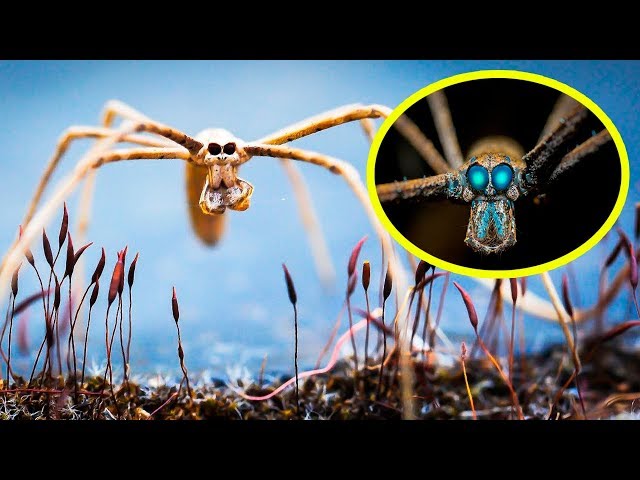 THE RAREST SPIDERS In The World