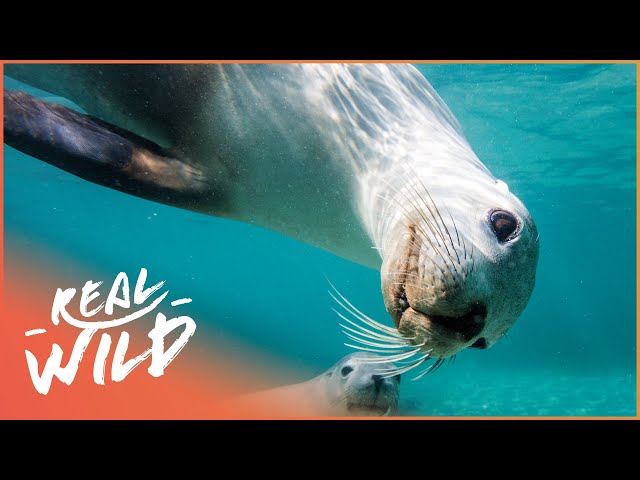 Antarctic Seals Go For A Dive
