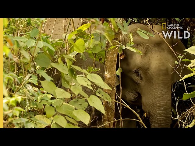 How Asian Elephants Communicate | Nat Geo WILD