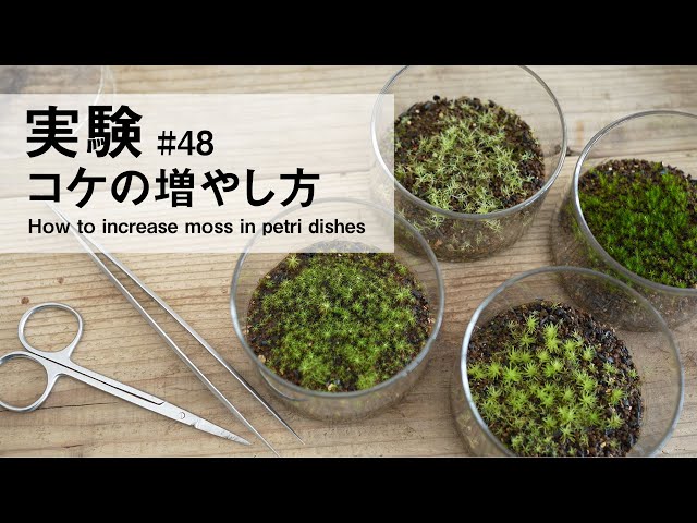 How to increase moss in petri dishes #48