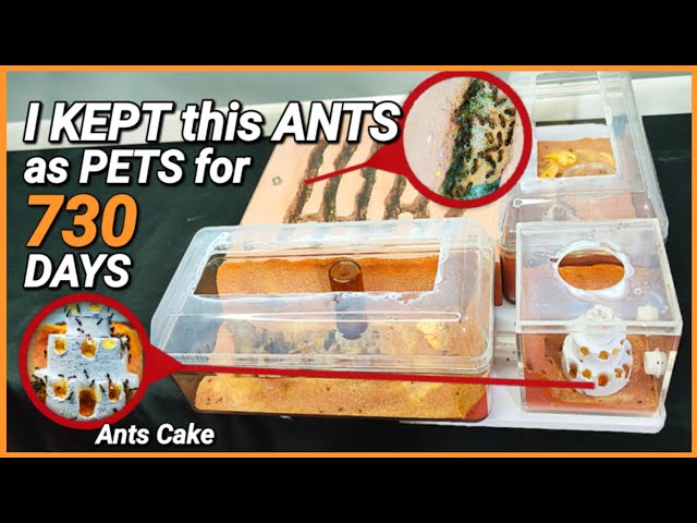 I KEPT this ANTS as PETS for 730 Days! | D colony