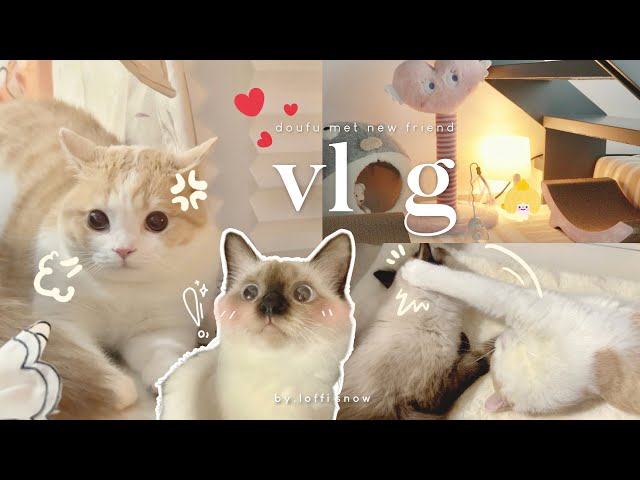 vlog | introduce a siamese cat to my cat🐈 create a cat's cozy corner ,100k subscribers countdown🎉