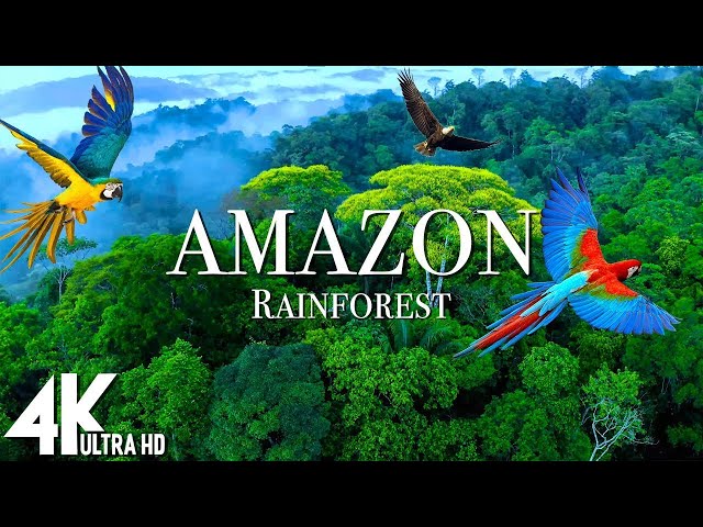 FLYING OVER AMAZON (4K UHD) - Relaxing Music Along With Beautiful Nature Videos - 4K Video HD