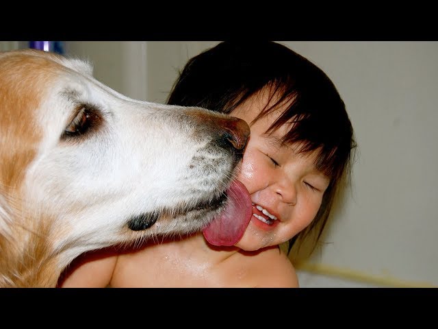 THE MOST KID FRIENDLY DOG BREEDS