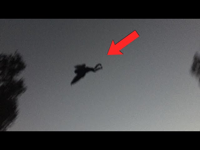 People Are FREAKING Out Over This Mothman Encounter...