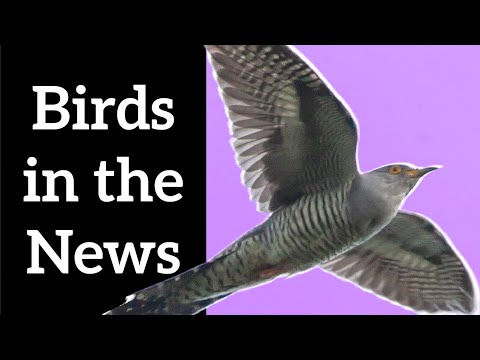 Birds in the News
