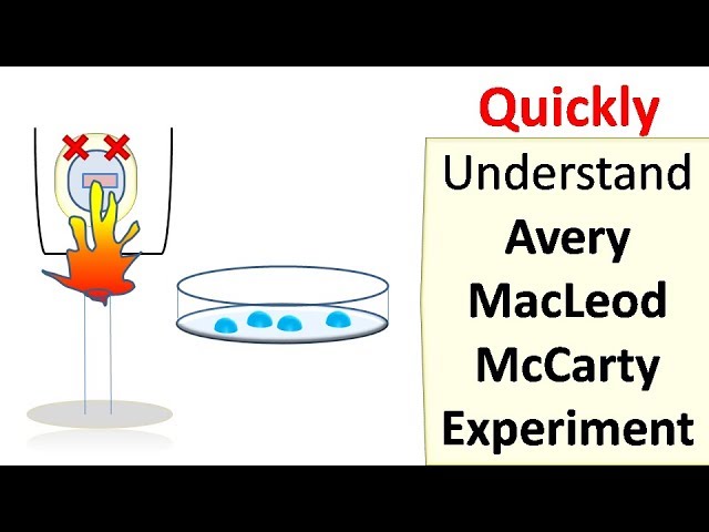 Avery MacLeod McCarty experiment