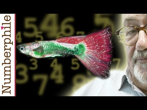 Can Fish Count? - Numberphile