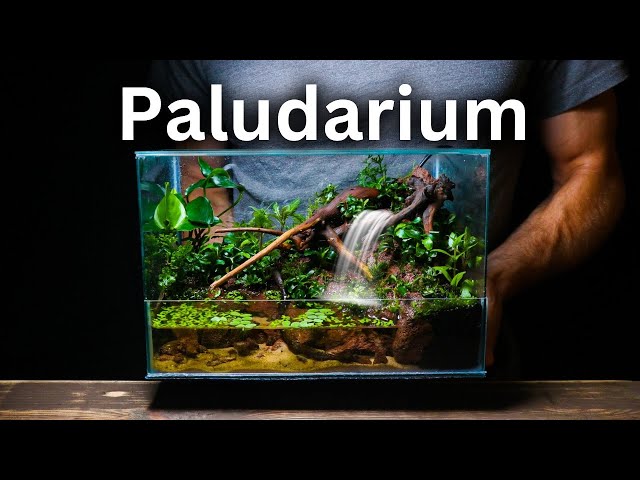 I Made a Paludarium With a Working Waterfall, Here’s How!