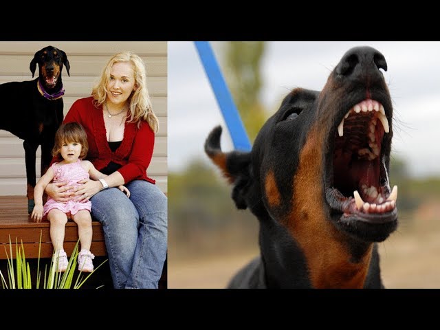 Mom Is Horrified When Her Doberman Drags Her Baby Across The Yard Until She Sees Why