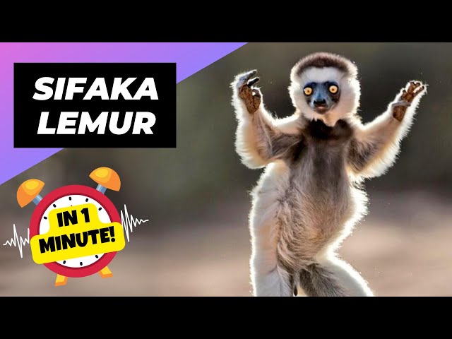 Sifaka Lemur 🤯 Mind-Blowing Moves! | 1 Minute Animals