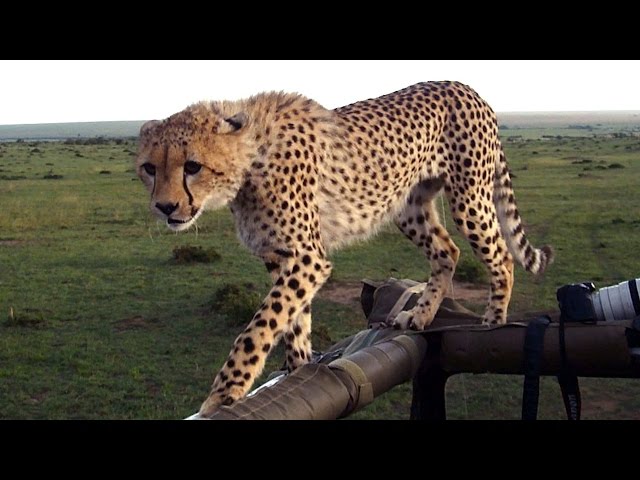 Cheetah Fail: Big Cat Falls Through Safari Jeep Roof