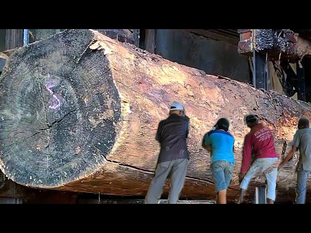 Buried 5000 Years || Sawing Legendary Wood From Zionist Land