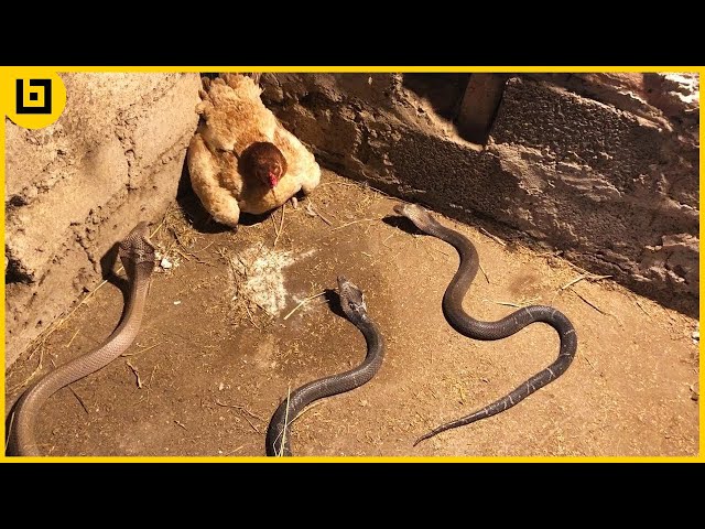 15 Moments When Snakes Messed With The Wrong Opponents