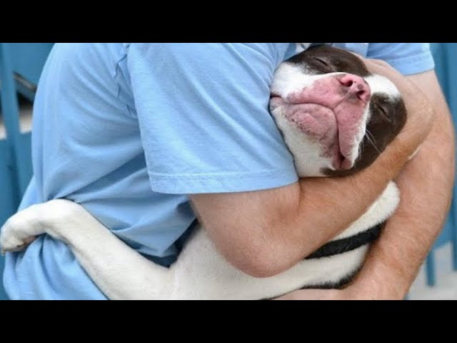 Dogs Meet Their Owners After A Long Time - Try  Not To Cry Compilation