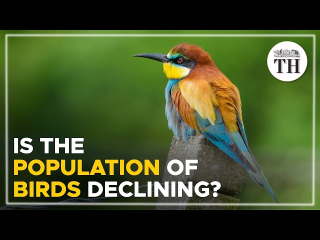 Is the population of birds declining? | The Hindu