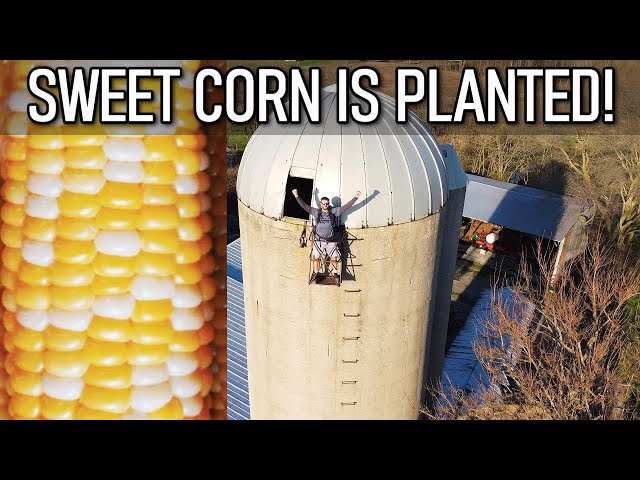 How We Plant Sweet Corn on our Farm | JD 7000 Planter and JD 3020 Tractor
