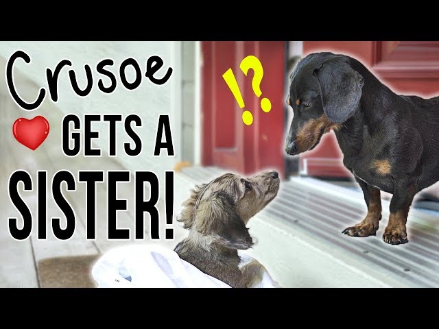 Ep #1: Crusoe Gets a SISTER! - (Cute Dachshund Puppy Video!)