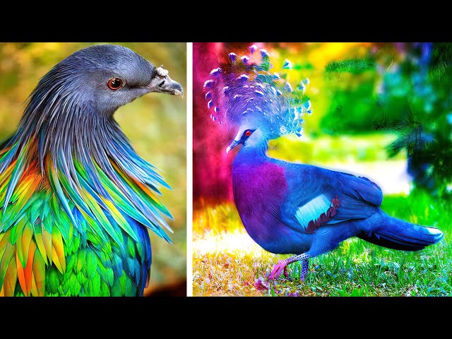 The MOST BEAUTIFUL BIRDS In The World